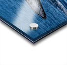 DSC09153 Acrylic print