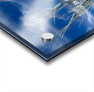 Ocotillo  Acrylic print