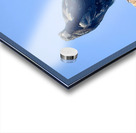 Raven - guardian of the Grand Canyon  Acrylic print