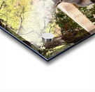 Albert’s Squirrel -2 Acrylic print