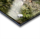 Albert’s Squirrel -1 Acrylic print