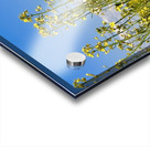 Canola Flowers Acrylic print