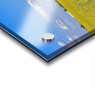 Holy Canola  Acrylic print