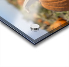 Fall Vibes Acrylic print