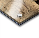 Happy Tortoise -2 Acrylic print