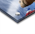 Arizona Tortoise -2 Acrylic print