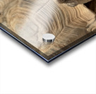 Happy Tortoise Acrylic print