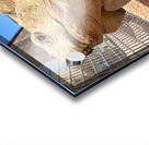 Arizona Tortoise Acrylic print