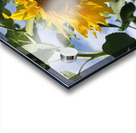 Sunflower Love -2 Acrylic print