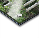 The Earth has music for those who listen. Aspens in Flagstaff Acrylic print