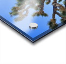 Joshua Tree w sunlight Acrylic print