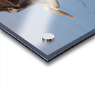 Baja Brown Pelicans - 2 Acrylic print