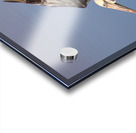 Baja Brown Pelicans -1 Acrylic print