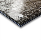 Winter’s Breath Acrylic print