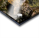 Map Turtle Acrylic print