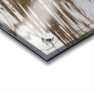 American Coot Acrylic print