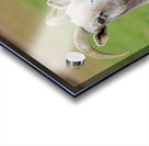 Bighorn Sheep - Nevada 1 Acrylic print