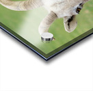 Bighorn Sheep - Nevada 2 Acrylic print