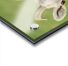 Bighorn Sheep - Heart nose ???? Acrylic print