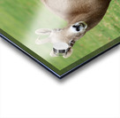 Bighorn Sheep - Nevada 3 Acrylic print