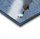 Quail Couple Acrylic print