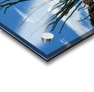 Quartz & Ocotillo    Acrylic print