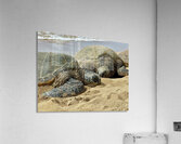 Turtle Couple Acrylic Print