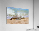 Maui Sea Turtle 1 Acrylic Print