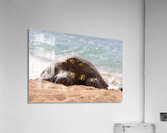 Maui Sea Turtle 2 Acrylic Print