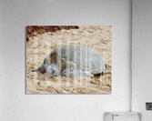Maui Sea Turtle 3 Acrylic Print
