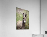 Wild donkey Parker Dam Arizona Acrylic Print