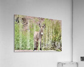 Wild Donkey Parker Arizona Acrylic Print