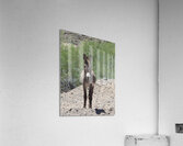 Wild donkey stand off Acrylic Print