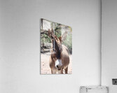 Split ear donkey Acrylic Print