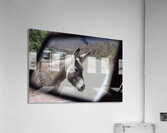 Donkeys in your mirror are closer than they appear Acrylic Print