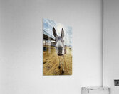 Lolita Acrylic Print