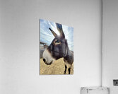 Ragnar Acrylic Print