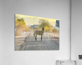 Donkey on my street Acrylic Print
