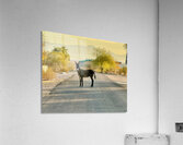Topock Donkey Acrylic Print