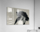 A burro named Stormy Acrylic Print