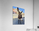 Oatman resident Acrylic Print