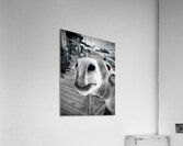 Give us a Kiss - black & white Acrylic Print