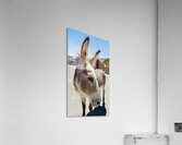 Oliver the Sheriff of Oatman -1 Acrylic Print