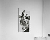 Oliver the Sheriff of Oatman - 2 Acrylic Print