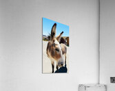 Oliver the Sheriff of Oatman -3 Acrylic Print