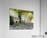 Lake Mohave Donkeys Acrylic Print