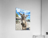 Oatman Donkey - abstract version Acrylic Print
