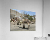 Street Party Acrylic Print