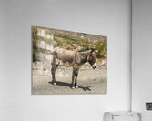 Heading to Oatman Acrylic Print