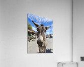 Oatman Donkey Acrylic Print